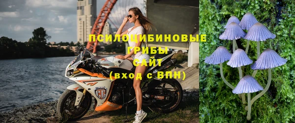 индика Новозыбков